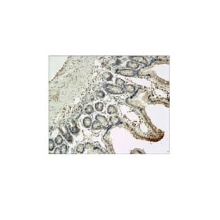IL-10 Antibody