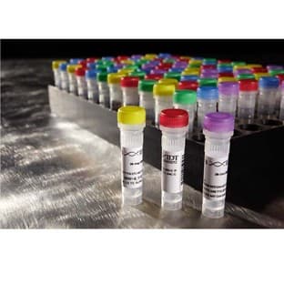 PrimeTime qPCR Primers