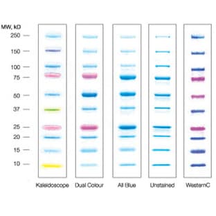 Save Money with Precision Plus Protein™ Standards Value Packs! avatar