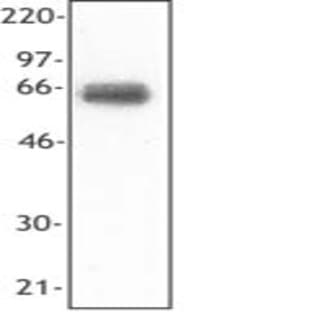 Purified anti-human CD354 (TREM-1)