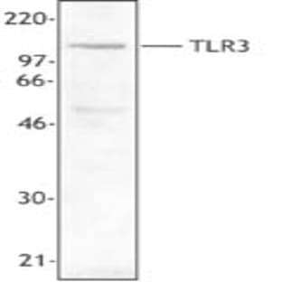Purified anti-human CD283 (TLR3) avatar