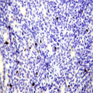 Purified anti-human FOXP3 avatar