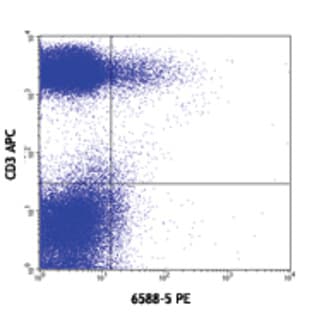 Purified anti-human CCR10