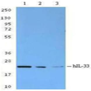 Purified anti-human IL-33 avatar