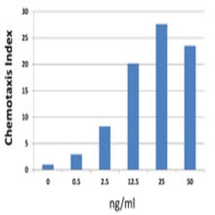 Recombinant Human CXCL5 (ENA-78) (carrier-free) avatar