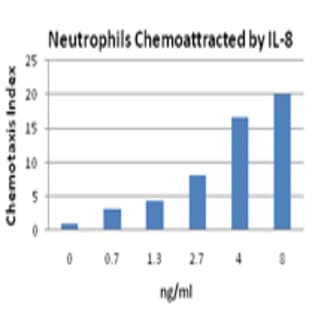 Recombinant Human IL-8 (carrier-free) avatar