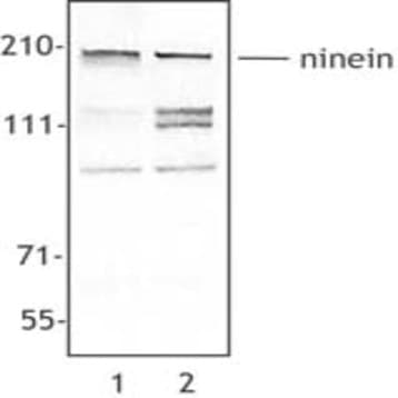 Purified anti-Ninein avatar