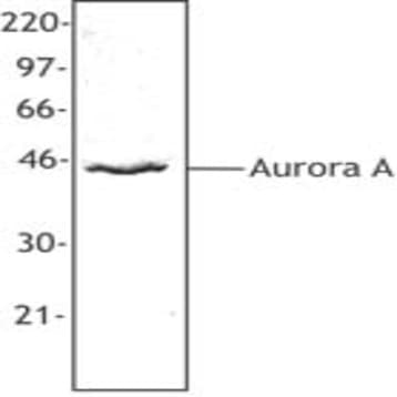 Purified anti-Aurora A (Aurora 2) avatar
