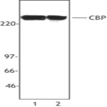 Purified anti-CBP avatar