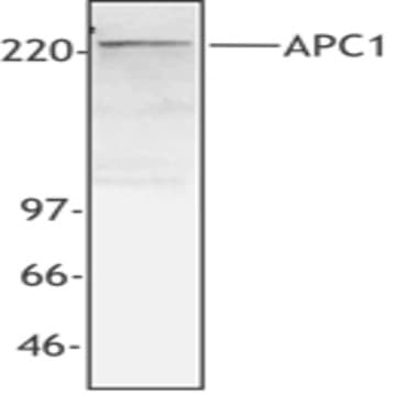 Purified anti-APC1 avatar