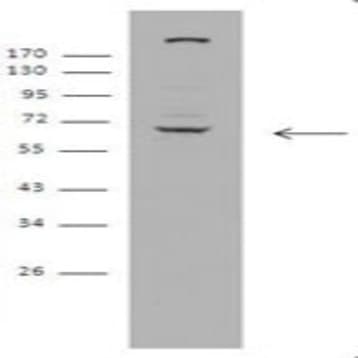 Purified anti-APC7 avatar