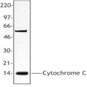Purified anti-Cytochrome c avatar