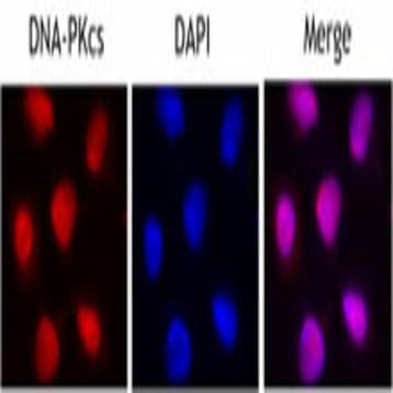 Purified anti-DNA-PKcs avatar