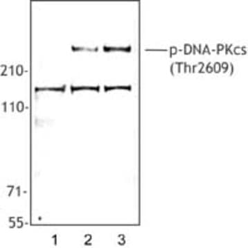 Purified anti-DNA-PKcs Phospho (Thr2609)