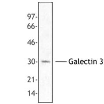 Purified anti-Galectin 3