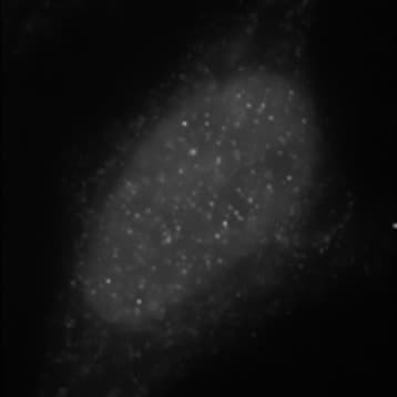 Purified anti-H2A.X avatar