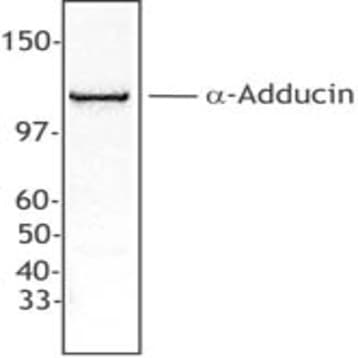 Purified anti-a-Adducin avatar