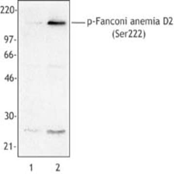 Purified anti-Fanconi anemia D2 Phospho (Ser222) avatar