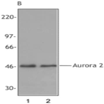 Purified anti-Aurora A (Aurora 2) Phospho (Thr288) avatar
