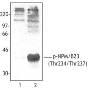 Purified anti-NPM/B23 Phospho (Thr234/Thr237) avatar