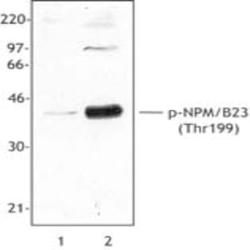 Purified anti-NPM/B23 Phospho (Thr199) avatar