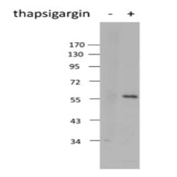 Purified anti-XBP-1s avatar