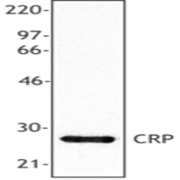Purified anti-CRP (C-reactive protein) avatar