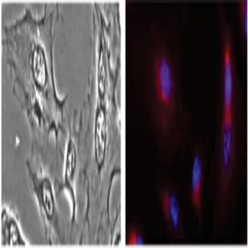 Purified anti-GRASP65 avatar