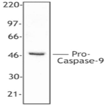 Purified anti-Caspase-9 avatar