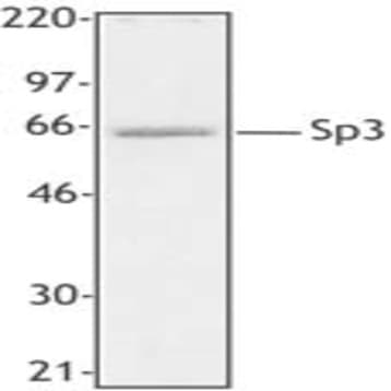 Purified anti-Sp3 avatar