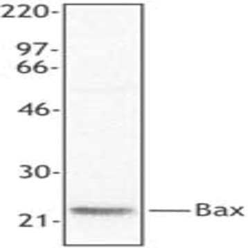 Purified anti-Bax avatar