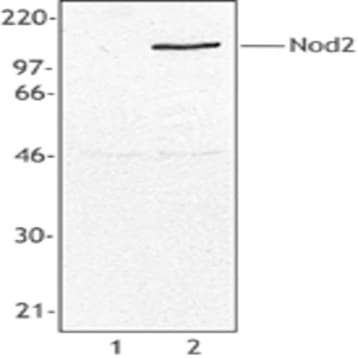 Purified anti-Nod2 avatar