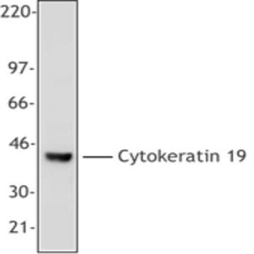 Purified anti-Cytokeratin 19 avatar