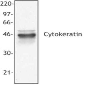 Purified anti-Cytokeratin (pan reactive) avatar