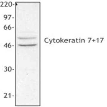 Purified anti-Cytokeratin 7/17 avatar
