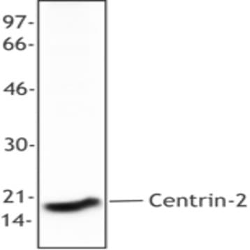 Purified anti-Centrin 2 (Caltractin) avatar