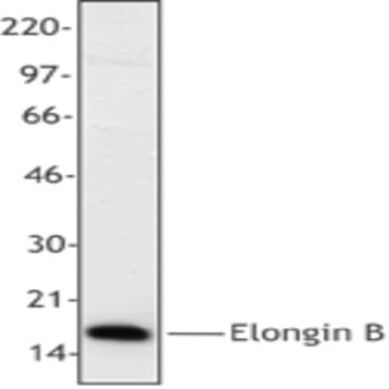 Purified anti-Elongin B avatar