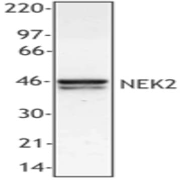 Purified anti-NEK2