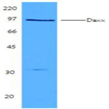 Purified anti-Daxx avatar