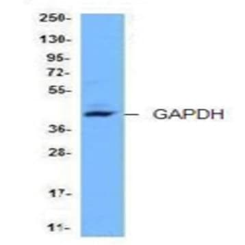 Purified anti-GAPDH avatar