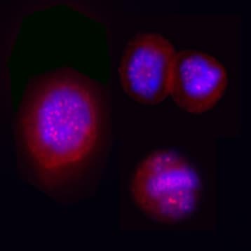 Purified anti-B-Raf Phospho (Thr598/Ser601) avatar
