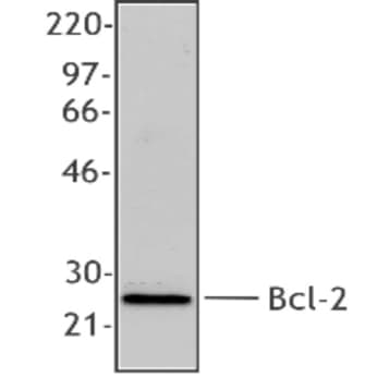 Purified anti-Bcl-2 avatar