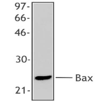 Purified anti-Bax avatar