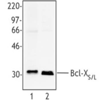 Purified anti-Bcl-XS/L avatar