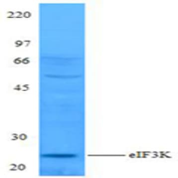 Purified anti-eIF3K avatar