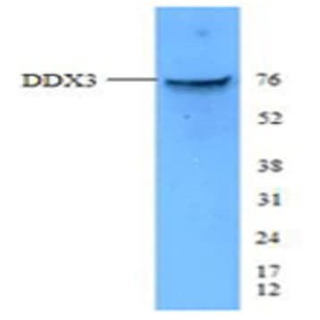 Purified anti-DDX3 avatar