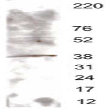 Purified anti-Dppa4 avatar