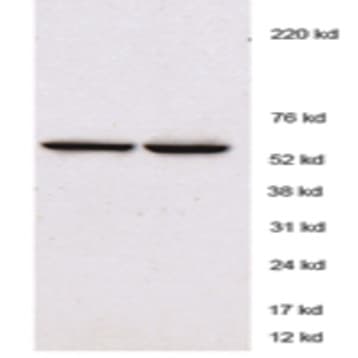 Purified anti-T-bet avatar