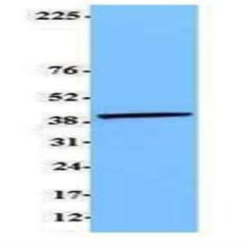 Purified anti-eIF3G avatar