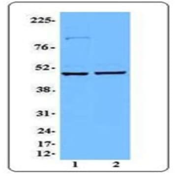 Purified anti-IRF4
